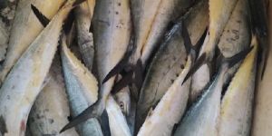 Yellow Trevally Fish