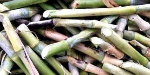 Super Napier Grass Stamp