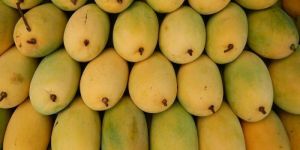 Fresh Banganapalli Mango