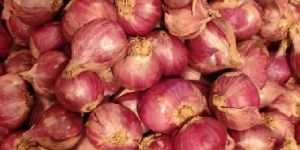 Fresh Shallot Onion