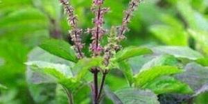 Krishna Tulsi Leaves