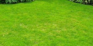 Natural Grass Carpet