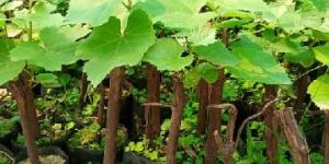 Grafted Grape Plant