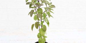 Holy Basil Plant