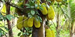 Jackfruit Plant