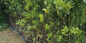 Orange Grafted Plant