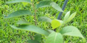 Persimmon Fruit Plant