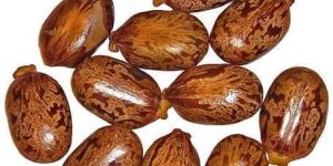 Castor Seeds