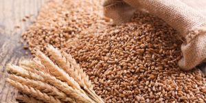 Wheat