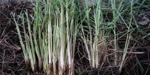 LEMONGRASS ROOTS