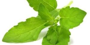 Tulsi Leaves