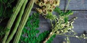 Moringa Leaves