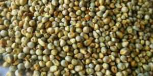 Green Millet