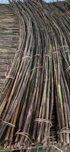 Bamboo Cane