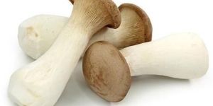 King Oyster Mushroom