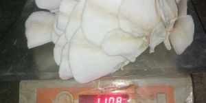 Fresh Oyester Mushroom