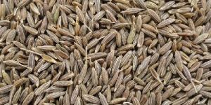 Singapore Quality Cumin Seeds