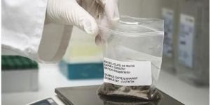 Cattle Feeds Testing Services