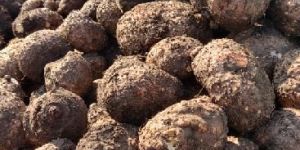 Fresh Elephant Foot Yam