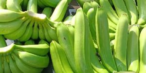 Fresh Green Banana