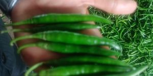 Fresh Green Chilli