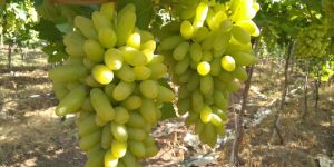 Fresh Green Grapes