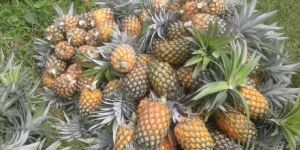 Fresh Pineapple