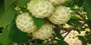 Custard Apple Plant