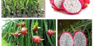 Dragon Fruit Plants