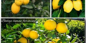Lemon Plant