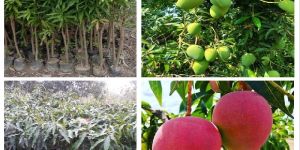 Mango Plants