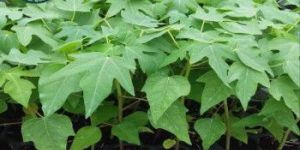 Papaya Plant