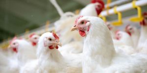 Poultry Consultancy Services