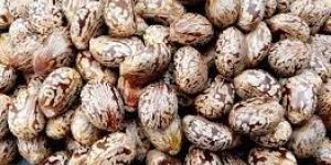 Castor Seeds