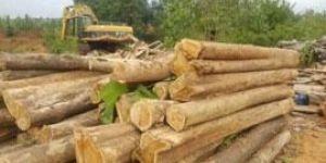 Costa Rica Teak Wood