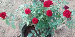 Rose Plant