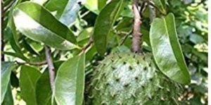 Soursop Fruit Plant