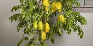 Star Fruit Plant