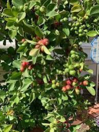 Strawberry Guava Fruit Plant