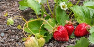 Strawberry Plant