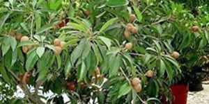 Thai Long Sapota Plant