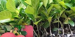 Thai Red Jackfruit Plant