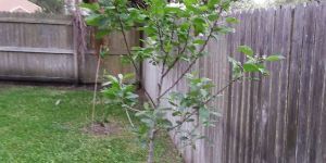 Tropic Sweet Apple Plant