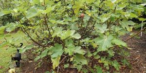 Turkey Briwn Fig Plants