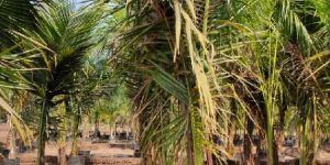 TXD Coconut Plants