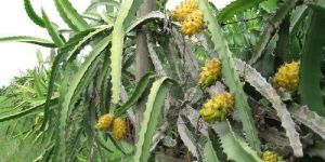 Yellow Dragon Fruit Plants