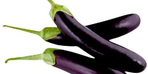 Fresh Brinjal