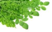 Moringa Dried Leaves