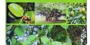 Ayurvedic Herbs Book