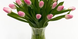 Fresh Tulip Flowers
